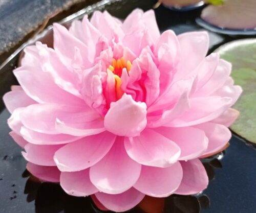 Dahlia