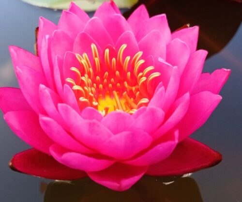 Siam beauty
